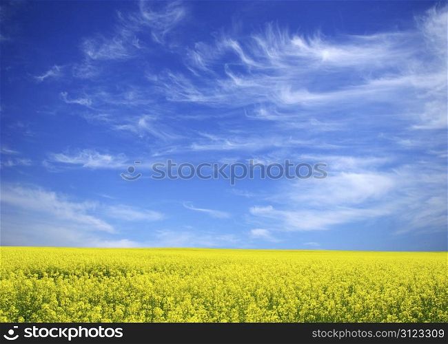 Rape field and clouds in sky