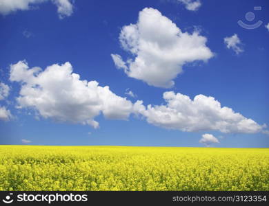 Rape field and clouds in sky