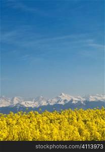 Rape field and mountains