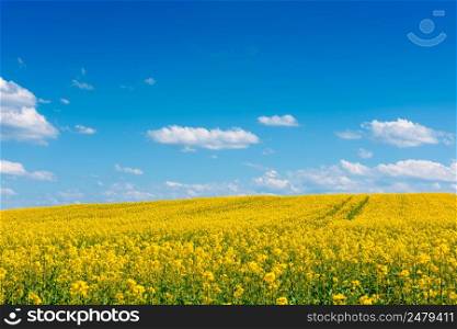 Rape field at sunny spring day