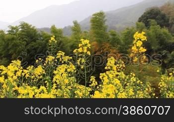 rape flower and bamboo in wind
