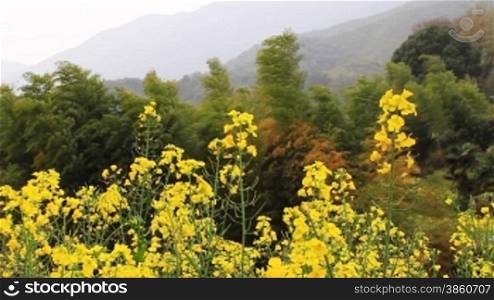 rape flower and bamboo in wind