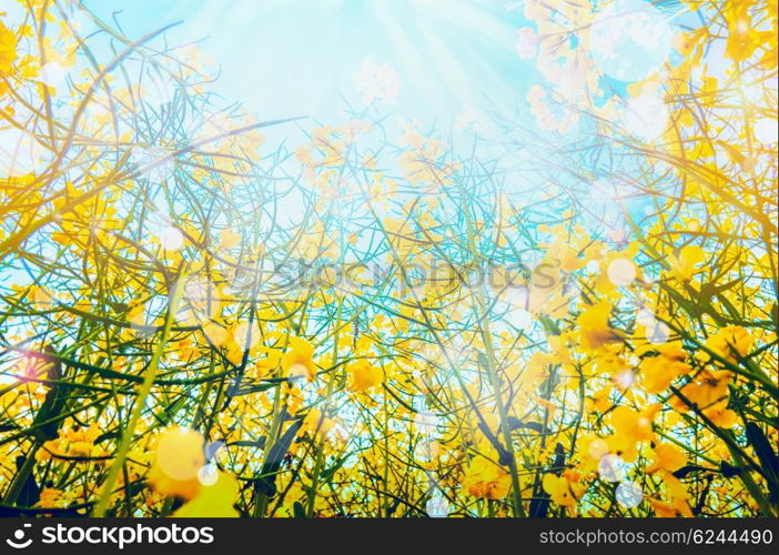 Rape plant with yellow flowers over sun and sky background, view from the bottom, outdoor nature background