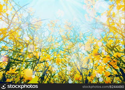 Rape plant with yellow flowers over sun and sky background, view from the bottom, outdoor nature background