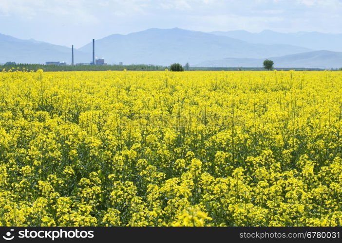 Rape plantation and factory on the background