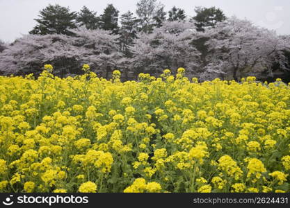 Rapeseed