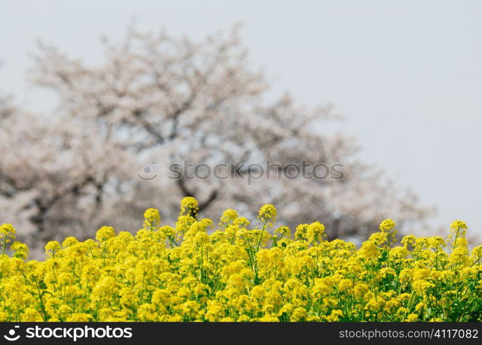 Rapeseed