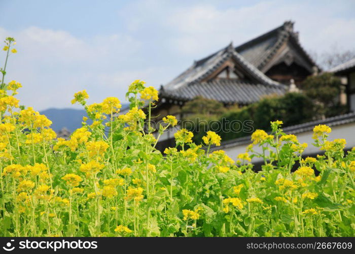 Rapeseed blossom