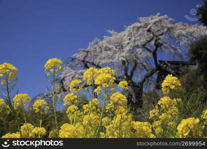 Rapeseed blossom