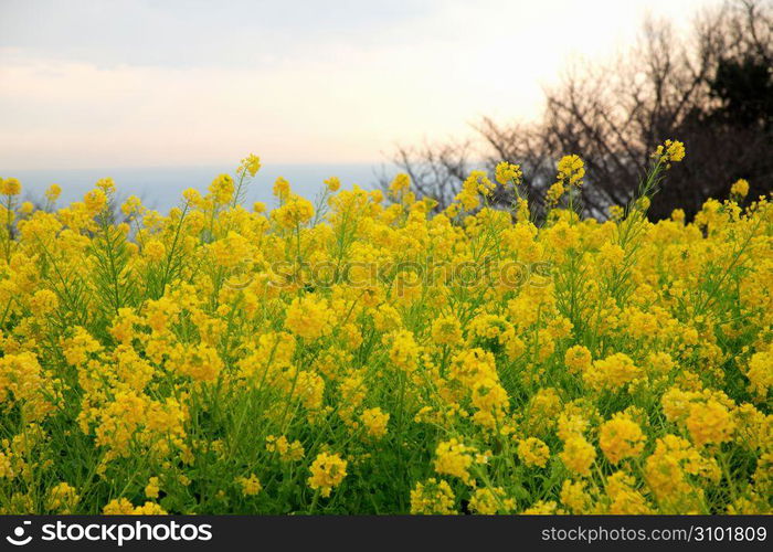 Rapeseed blossom