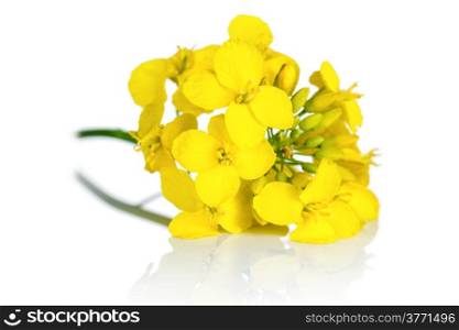 Rapeseed blossom on white background. Brassica napus flowers