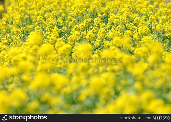 Rapeseed blossoms