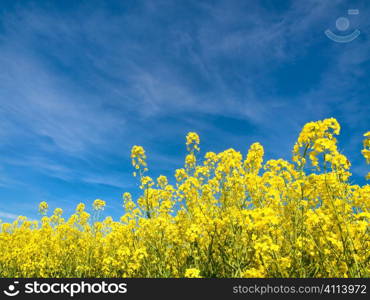 Rapeseed field