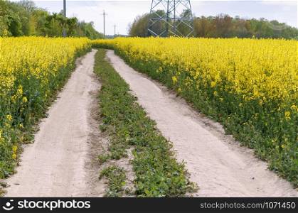 rapeseed field, a dirt road in a field of yellow flowers. a dirt road in a field of yellow flowers, rapeseed field