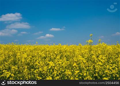 Rapeseed field and blue sky as the embodiment of the Ukrainian flag