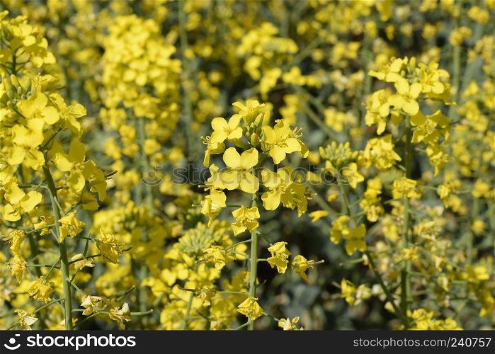 Rapeseed field. Background of rape blossoms. Flowering rape on the field. Rapeseed field. Background of rape blossoms. Flowering rape on the field.