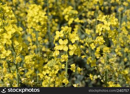Rapeseed field. Background of rape blossoms. Flowering rape on the field. Rapeseed field. Background of rape blossoms. Flowering rape on the field.