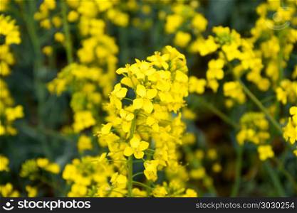 Rapeseed field. Background of rape blossoms. Flowering rape on the field.. Rapeseed field. Background of rape blossoms. Flowering rape on the field