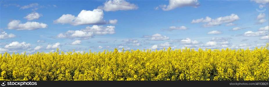 Rapeseed field panoramic landscape