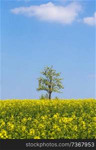 Rapeseed field with apple tree and blue sky
