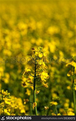 Rapeseed field with canola crops on blue sky