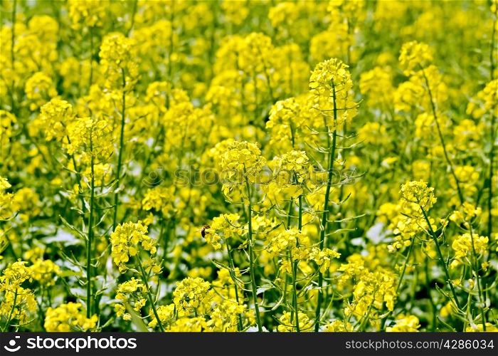 Rapeseed field with yellow flowers and green leaves