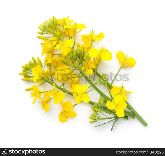 Rapeseed flower isolated on white background. Brassica napus. View from above. Rapeseed Flower Isolated On White Background