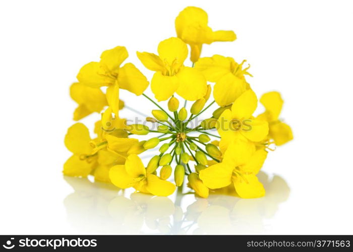 Rapeseed flower on white background. Brassica napus blossom