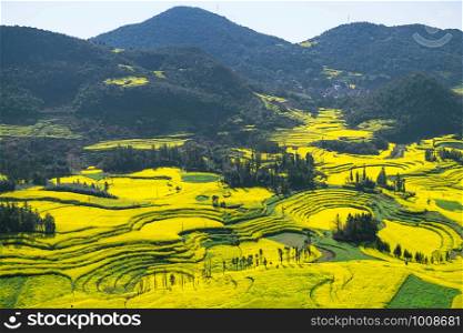 Rapeseed flowers at Snail farm Luositian Field in Luoping County, China