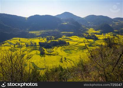 Rapeseed flowers at Snail farm Luositian Field in Luoping County, China