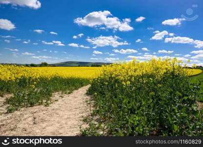 Rapeseed in the Rolling Sussex Countryside