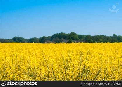 Rapeseed meadow with yellow flowers in a countryside