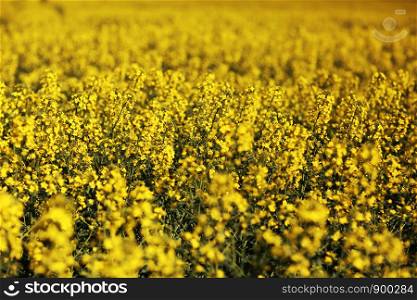 Rapeseed yellow field of blooming flowers on nature blurred background. Yellow rapeseed blossom. Beautiful natural background. Selective focus.. Rapeseed yellow field of blooming flowers on nature blurred background. Beautiful natural background. Selective focus. Yellow rapeseed blossom