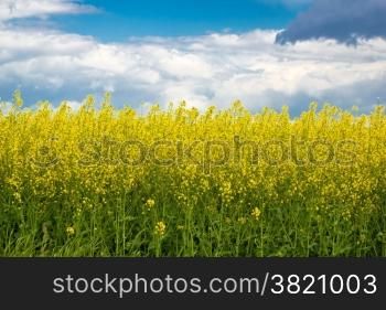 Rapeseed yellow field springtime view, agricultural plant