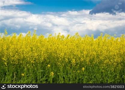 Rapeseed yellow field springtime view, agricultural plant