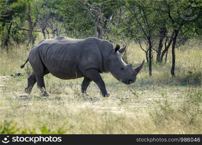 Rare African Black Rhinoceros in the wild