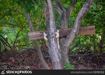rare albino white squirrel clinging to the side of a tree in a park