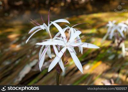 Rare Crinum thaianum or water lily or Water onion blooming at Phang Nga , Thailand