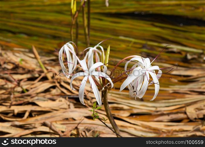 Rare Crinum thaianum or water lily or Water onion blooming at Phang Nga , Thailand