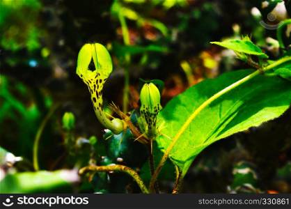 Rare Flower - Ceropegia bulbosa with bud, Satara, Maharashtra, India. Rare Flower - Ceropegia bulbosa with bud, Satara, Maharashtra, India.