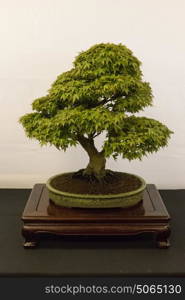Rare Japanese Ukon Maple bonsai specimen in competition
