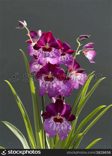 rare pink orchid