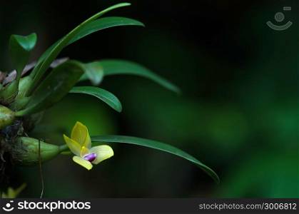 Rare species wild orchids Bulbophyllum sillenianum, it new record species of Thailnad