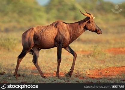 Rare tsessebe antelope (Damaliscus lunatus) in natural habitat, Mokala National Park, South Africa