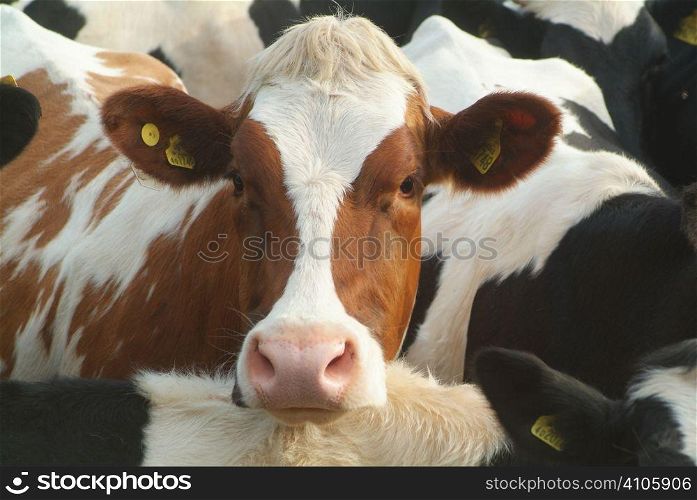 Rarer brown fresian cow