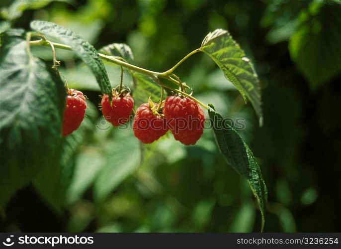 Rasberries on Bush