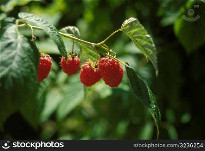 Rasberries on Bush