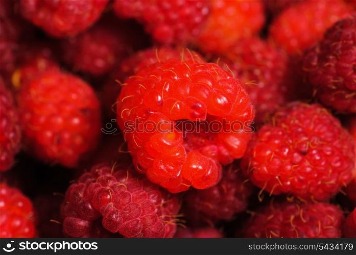 Rasberry background from many ripe berries close up, shallow deep of field