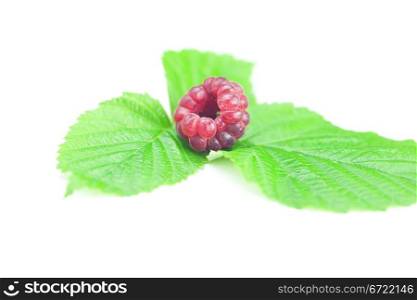 Raspberries and green leaves on white background