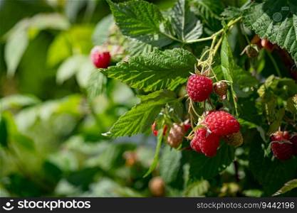 Raspberries. Branch of ripe raspberries in a garden. Close up of raspberry plant.. Branch of ripe raspberries in a garden.